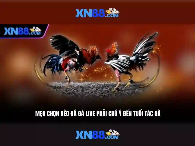 Nền tảng và giao diện