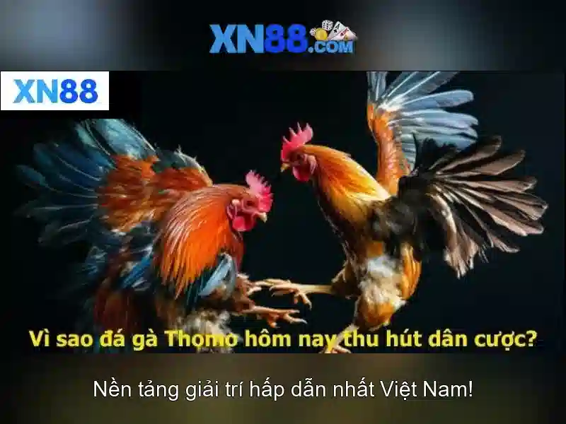 Thông tin cơ bản về xn88