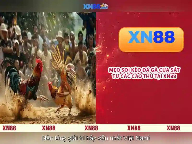 Trách nhiệm người chơi và hỗ trợ khách hàng